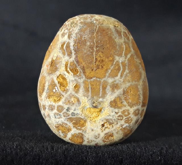 Cyclaster pfenderae (LAMBERT 1936) - Bild &copy; FossNet FossilienStore